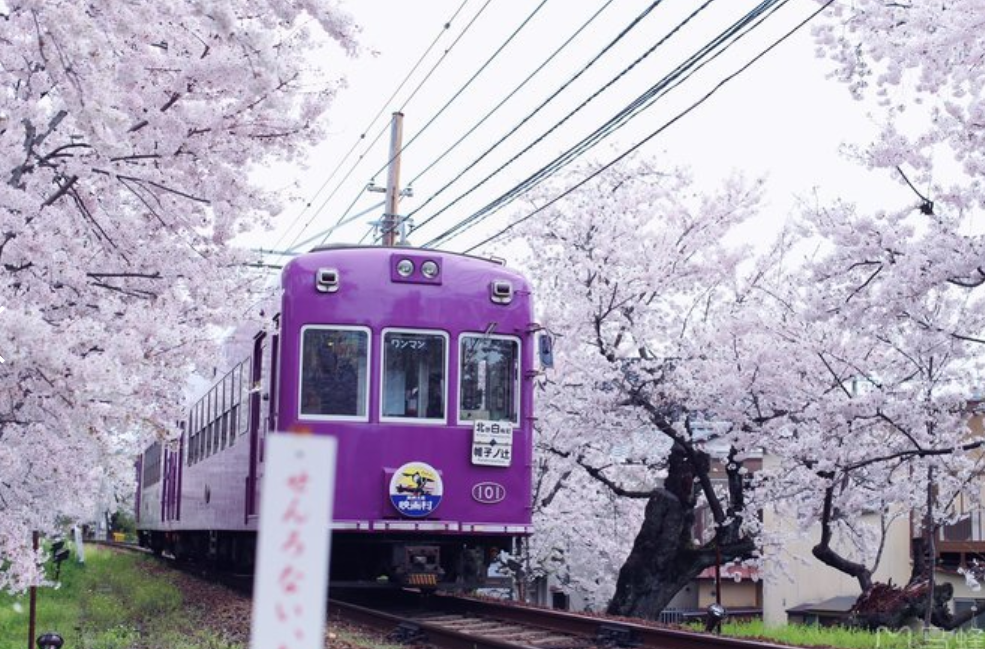 A1：日本春樱之旅8日--东京（新宿御苑、浅草寺、上野公园、千鸟之渊、目黑川夜樱）、箱根（登山电车、大涌谷、芦之湖、富士山）、富士山-京都乘新干线、京都（清水寺、金阁寺、岚山、天龙寺、银阁寺、伏见稻荷大社、醍醐寺）、奈良、吉野山赏樱、大阪（大阪城、道顿堀）（***无购物，无自费，含小费签证）   